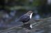 6-Cincle plongeur | Cinclus cinclus | White-throated Dipper